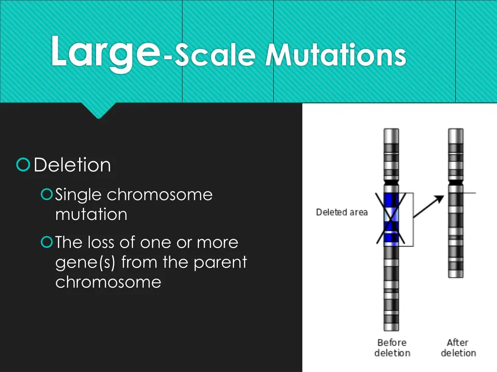 large scale mutations 1