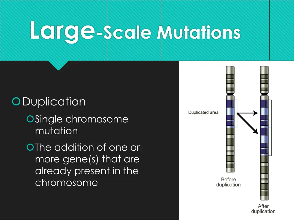 large scale mutations 2