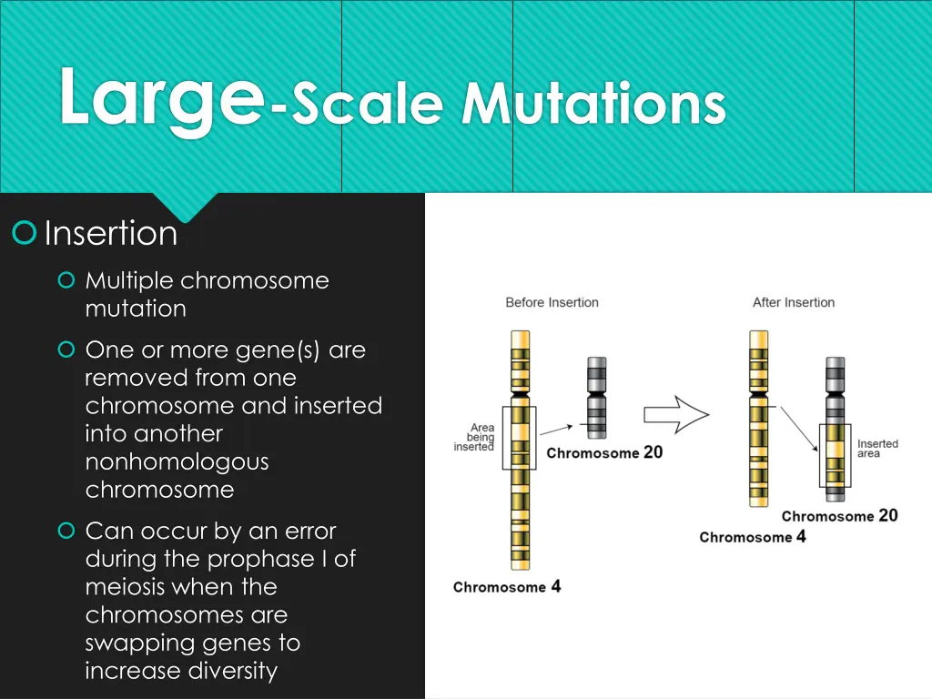 large scale mutations 4