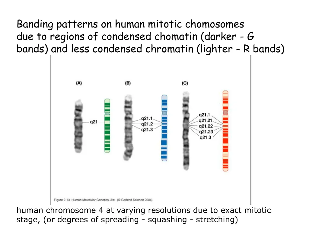 banding patterns on human mitotic chomosomes