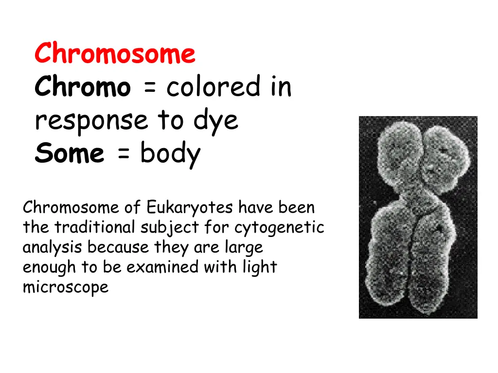 chromosome chromo colored in response to dye some