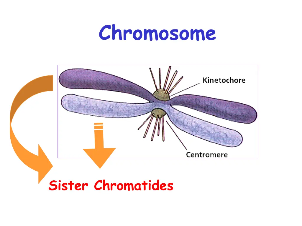 chromosome