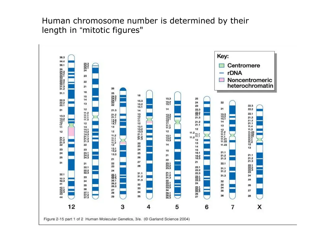 human chromosome number is determined by their