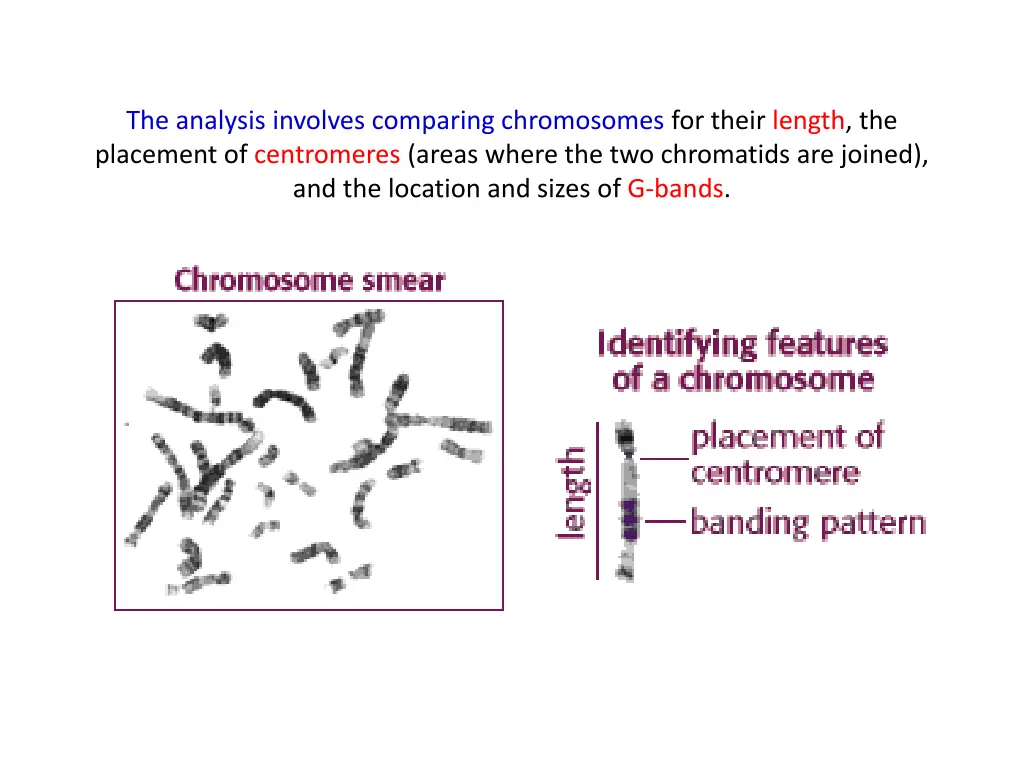 the analysis involves comparing chromosomes