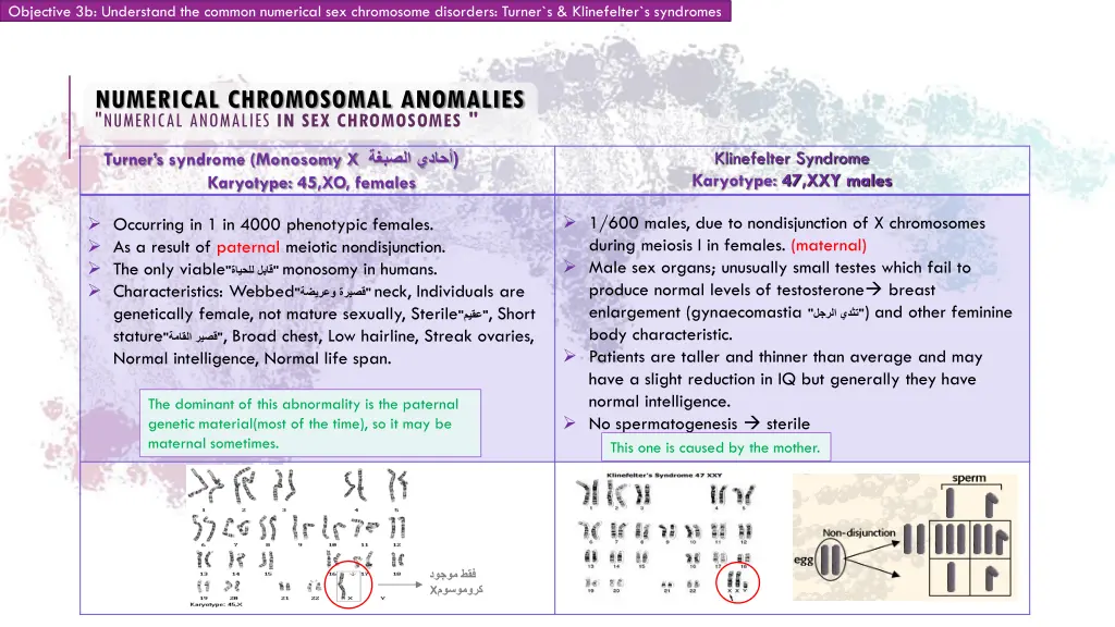 objective 3b understand the common numerical