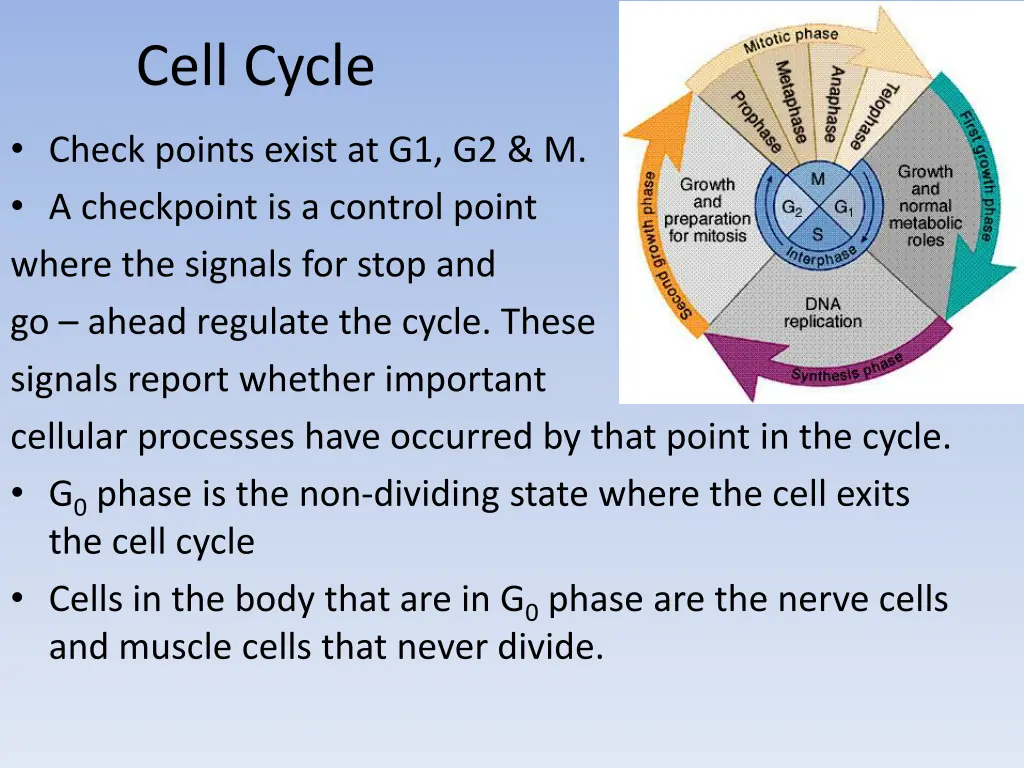 cell cycle