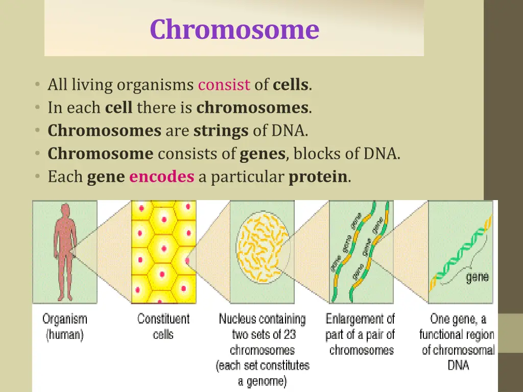 chromosome