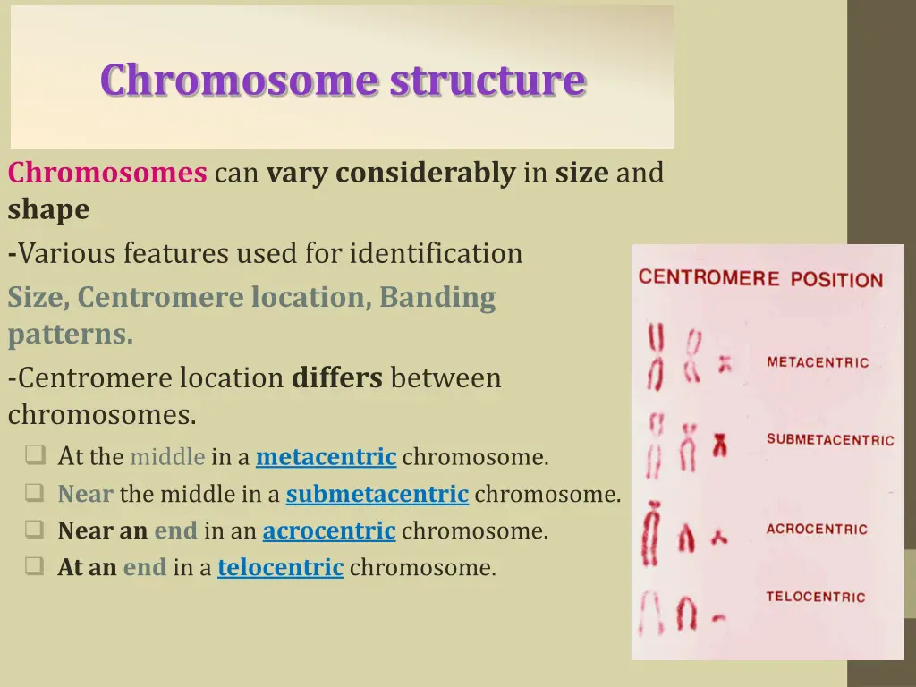 chromosome structure