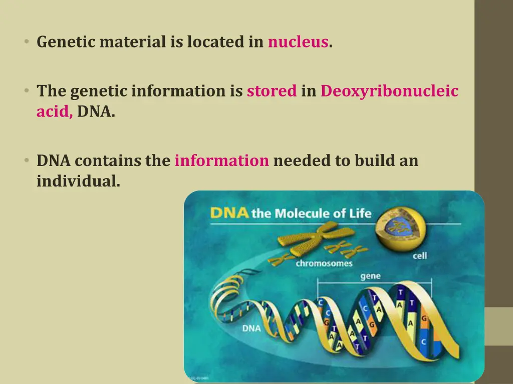 genetic material is located in nucleus