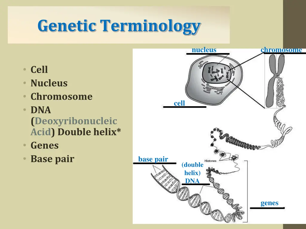 genetic terms genetic terminology