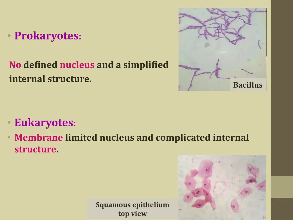 prokaryotes