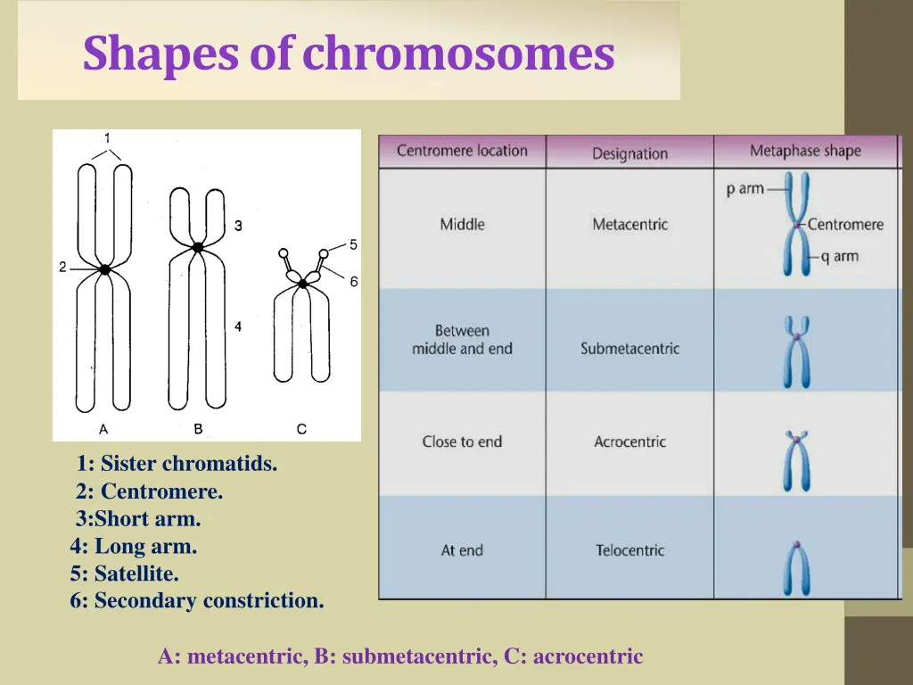 shapes of chromosomes