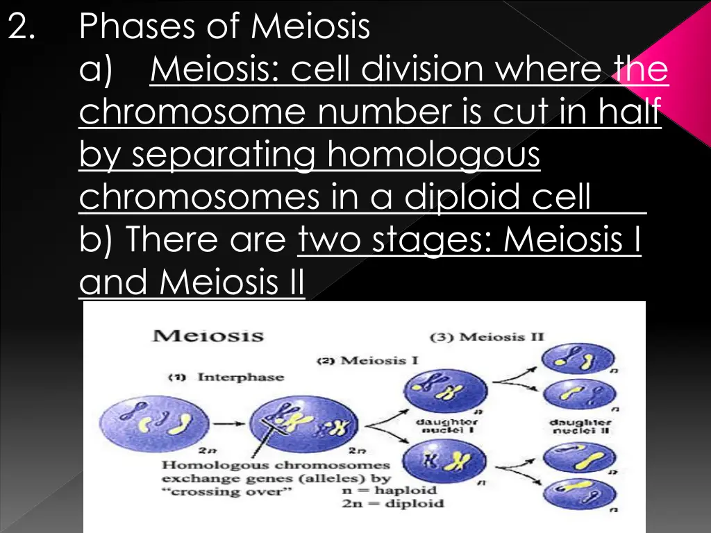 2 phases of meiosis a meiosis cell division where