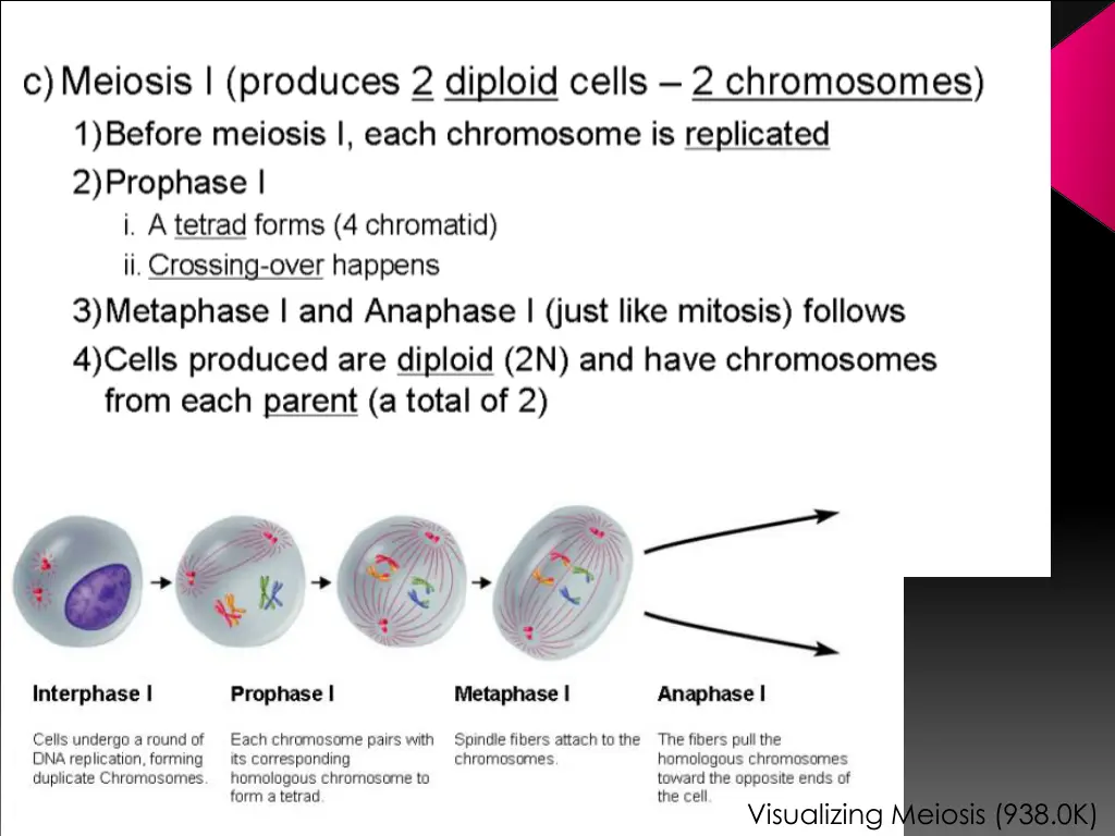 visualizing meiosis 938 0k