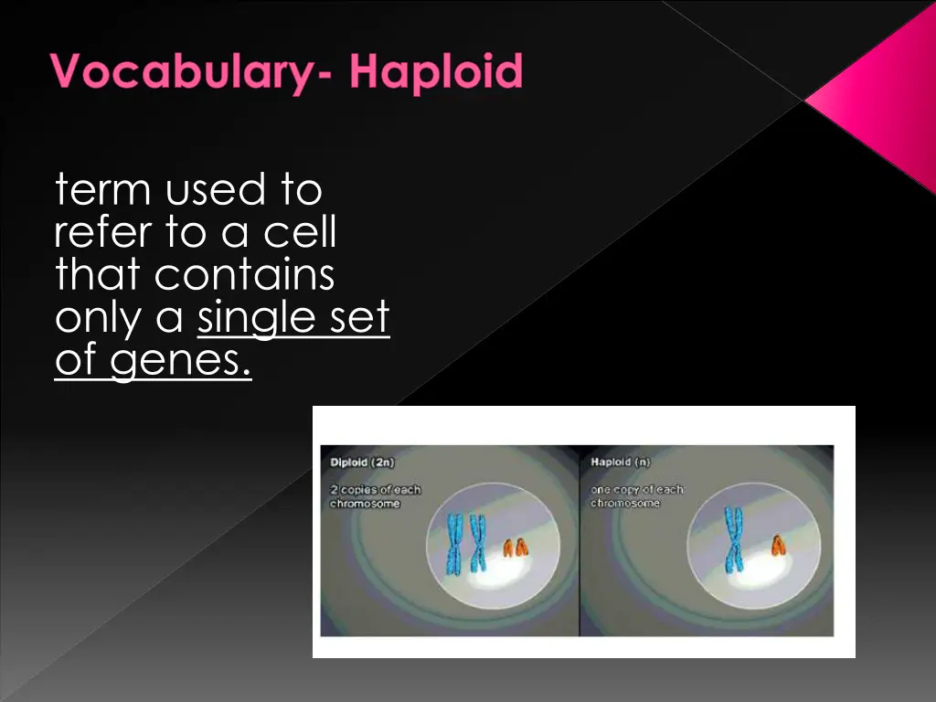 vocabulary haploid