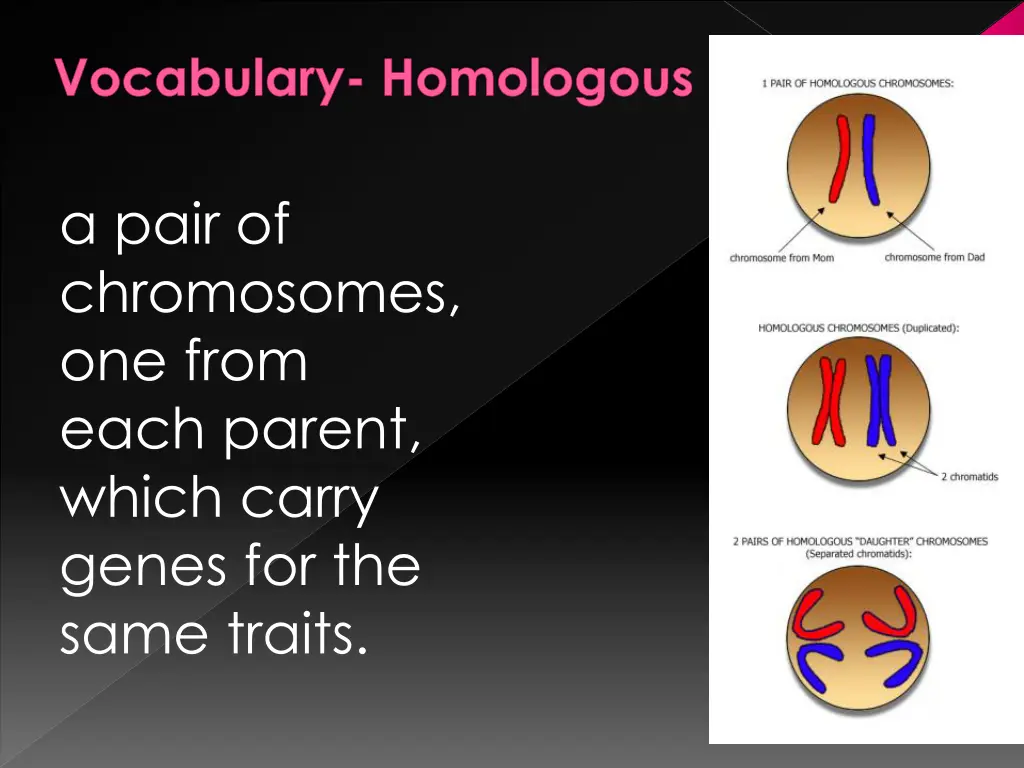 vocabulary homologous