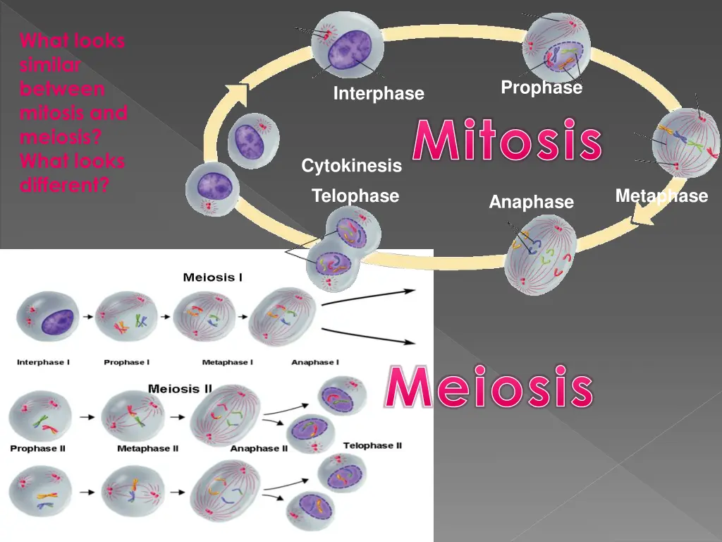 what looks similar between mitosis and meiosis