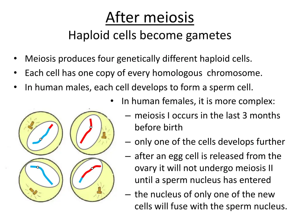 after meiosis haploid cells become gametes