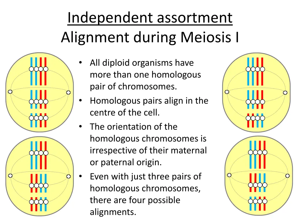 independent assortment alignment during meiosis i