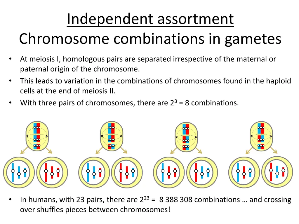 independent assortment chromosome combinations