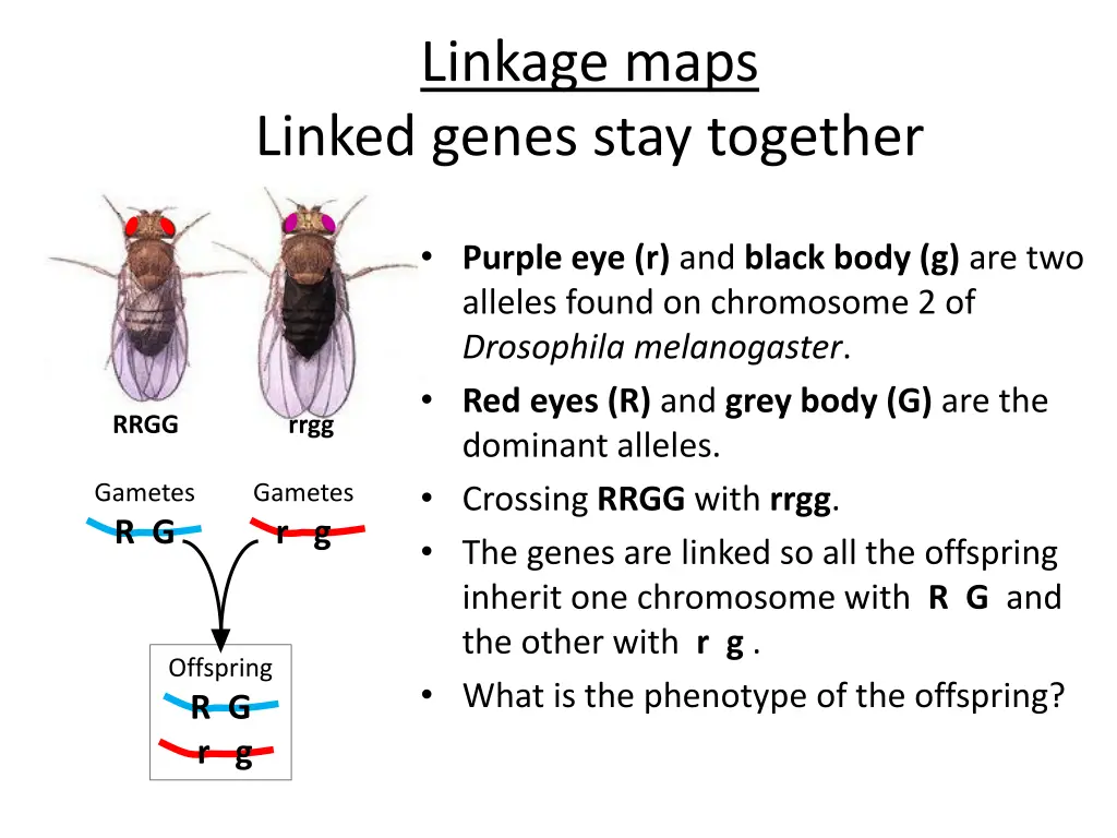 linkage maps linked genes stay together