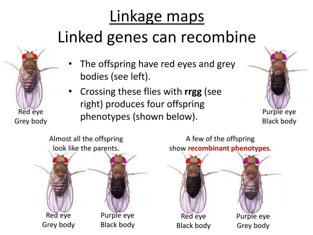 linkage maps