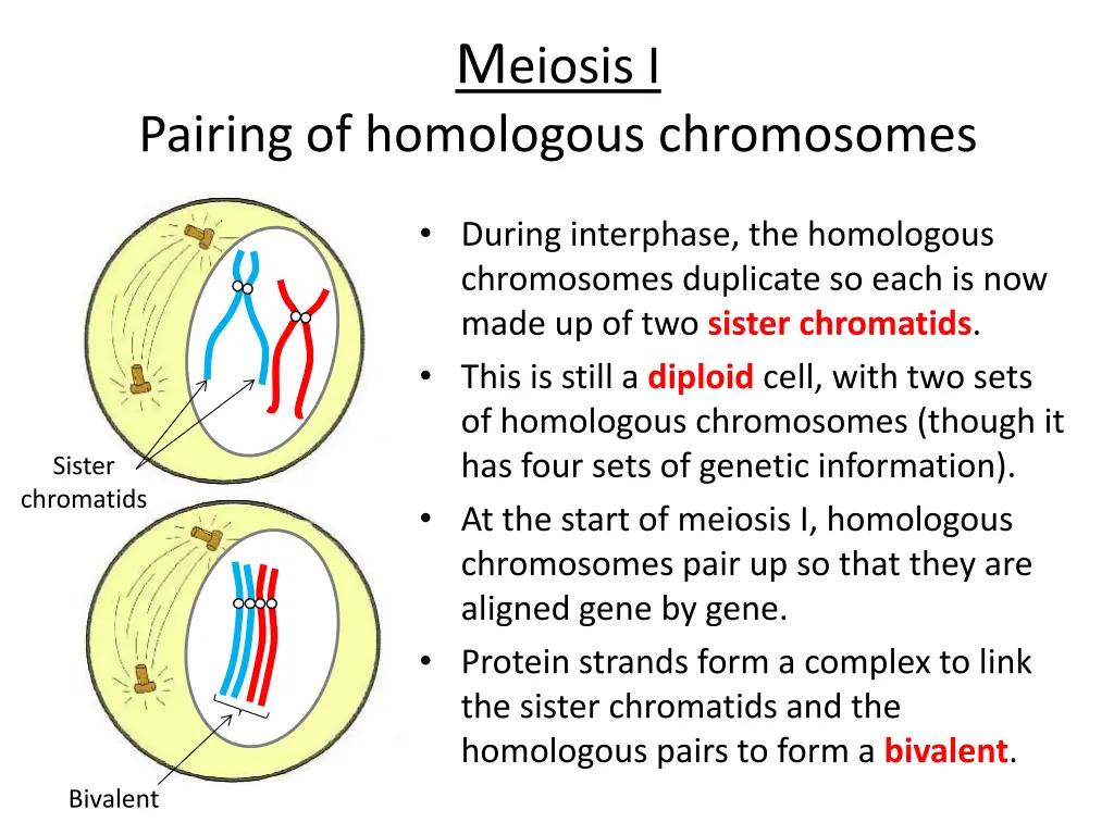 m eiosis i