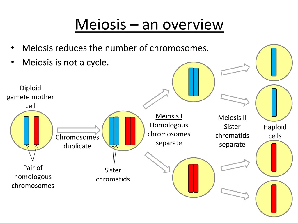 meiosis an overview