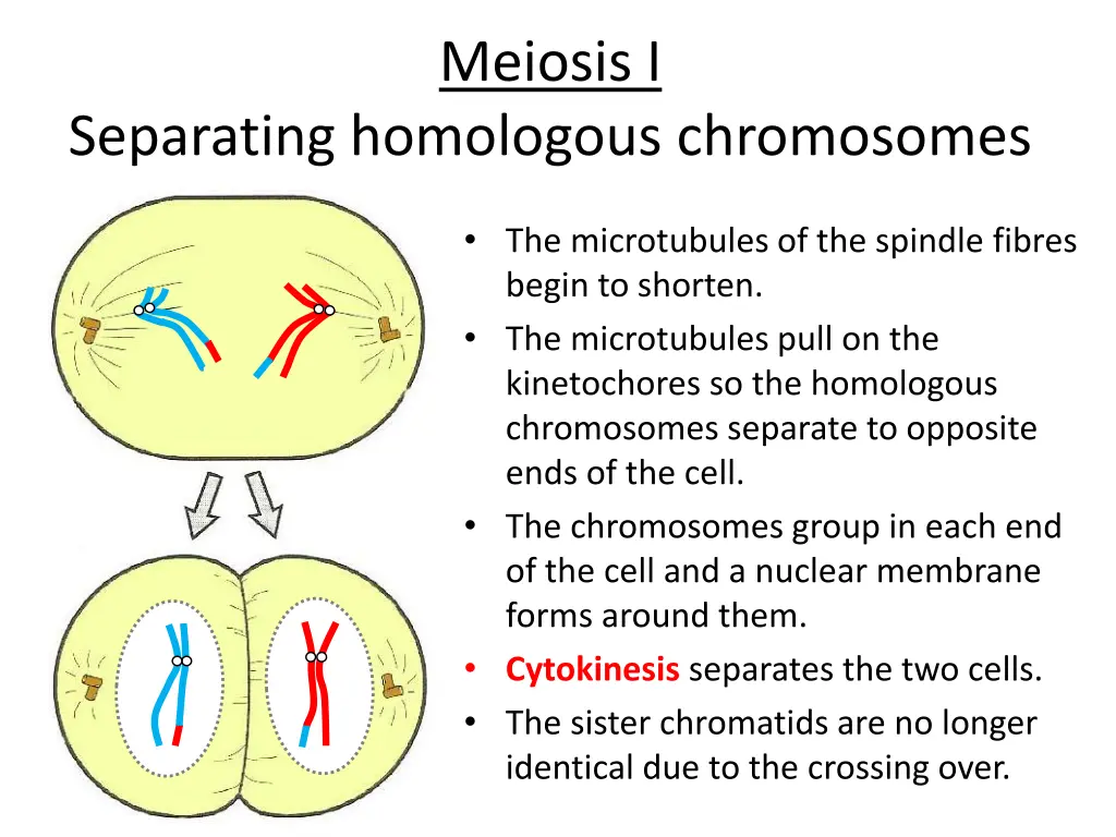 meiosis i 1