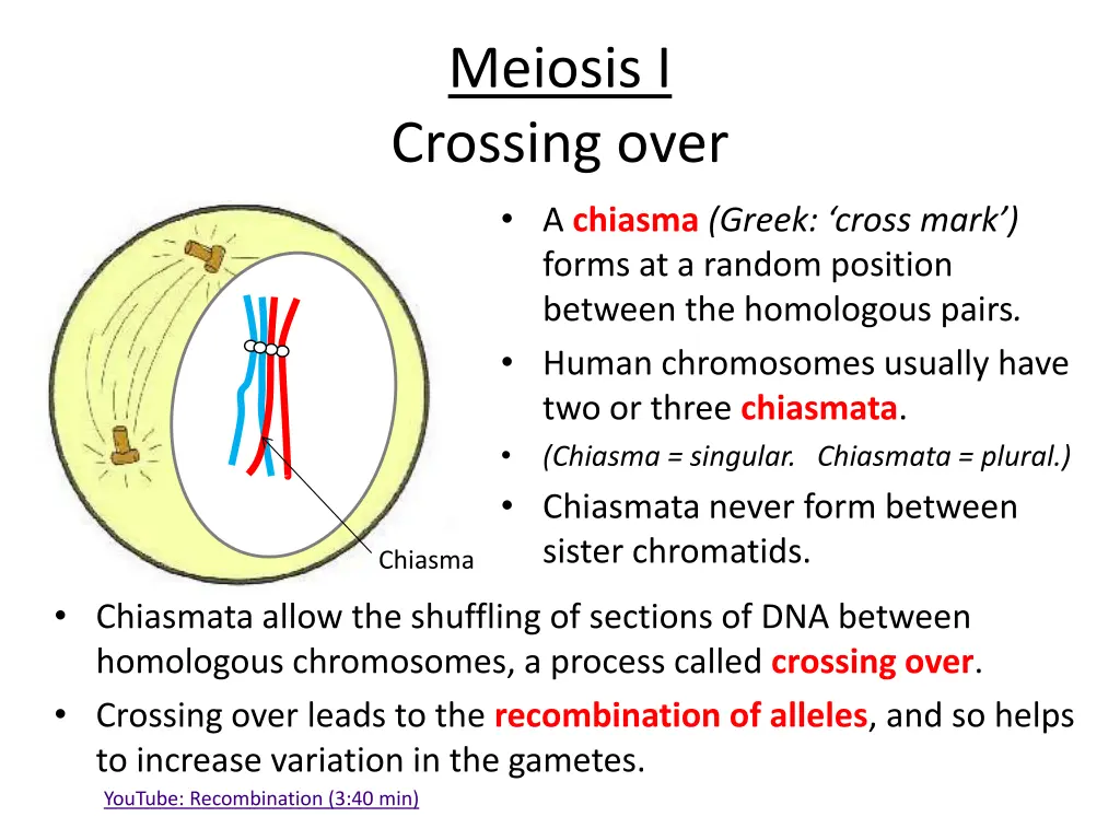 meiosis i crossing over