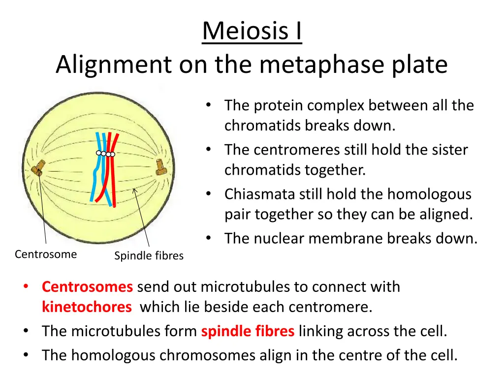 meiosis i