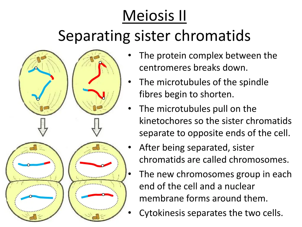 meiosis ii 1