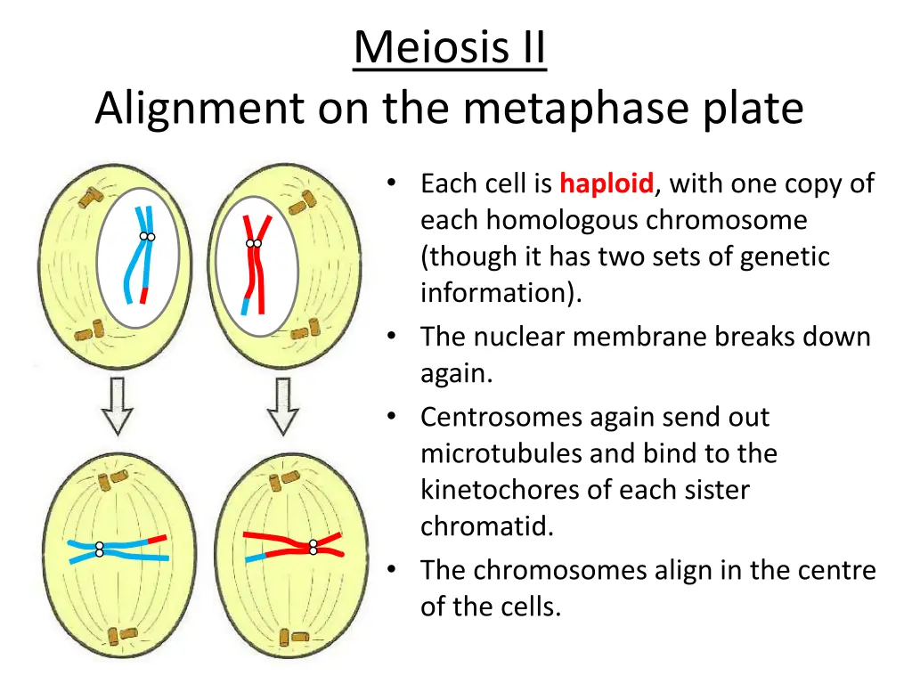 meiosis ii