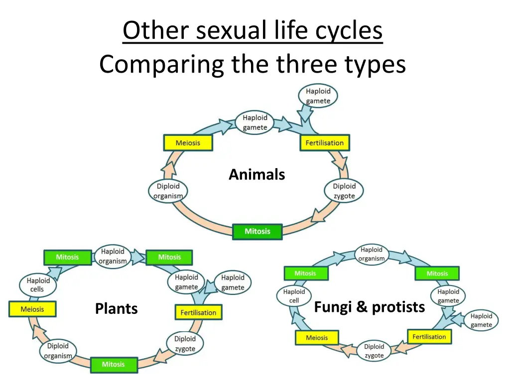 other sexual life cycles comparing the three types