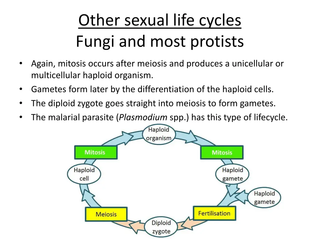 other sexual life cycles fungi and most protists