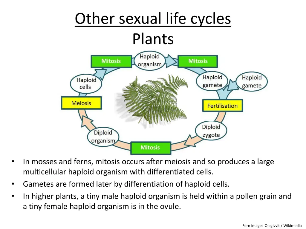 other sexual life cycles plants