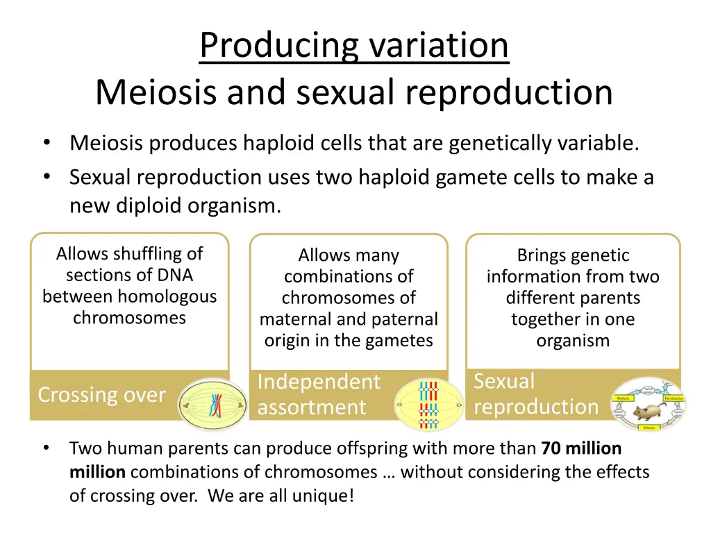 producing variation meiosis and sexual