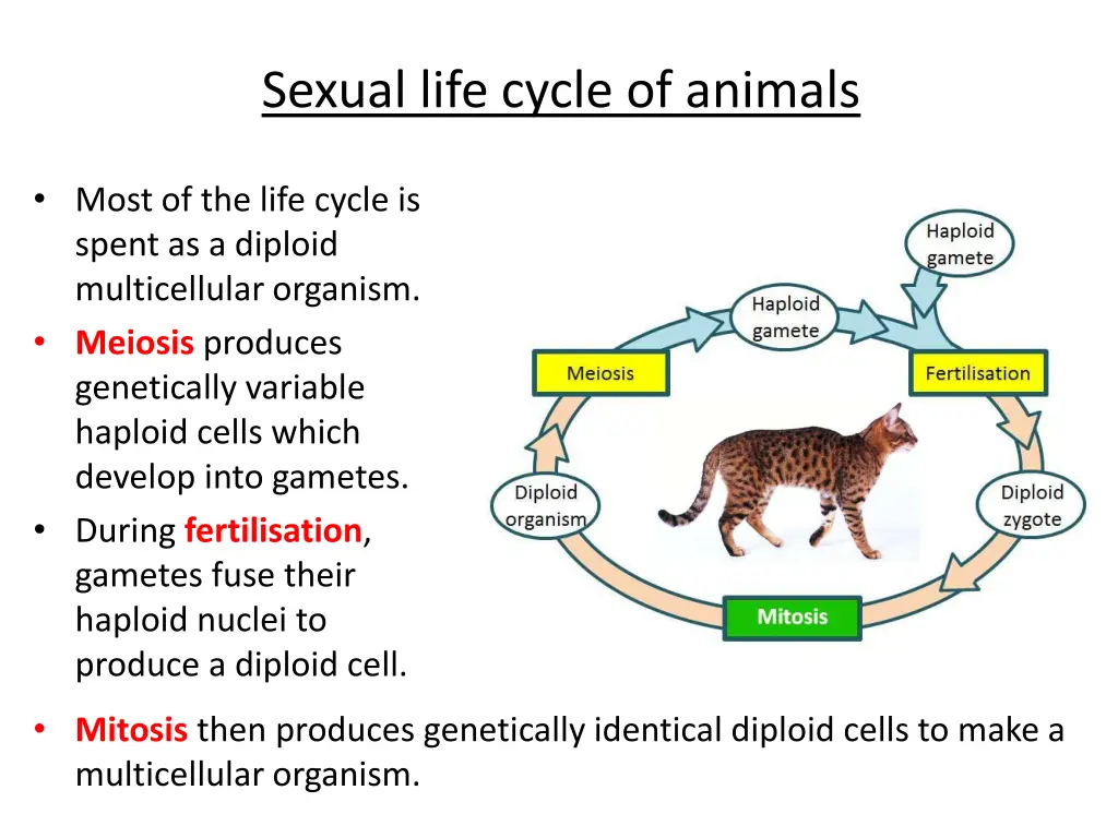 sexual life cycle of animals