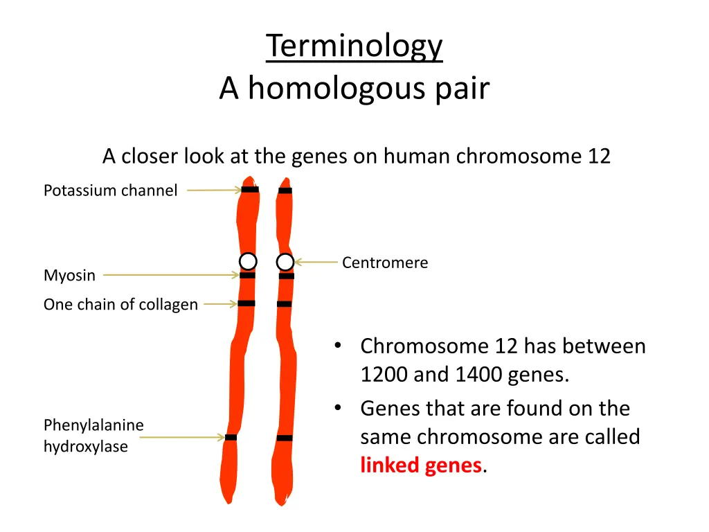 terminology a homologous pair