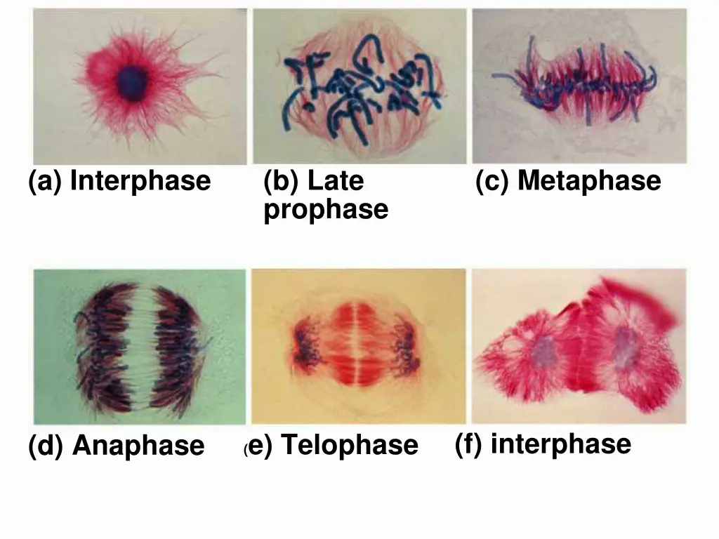 a interphase