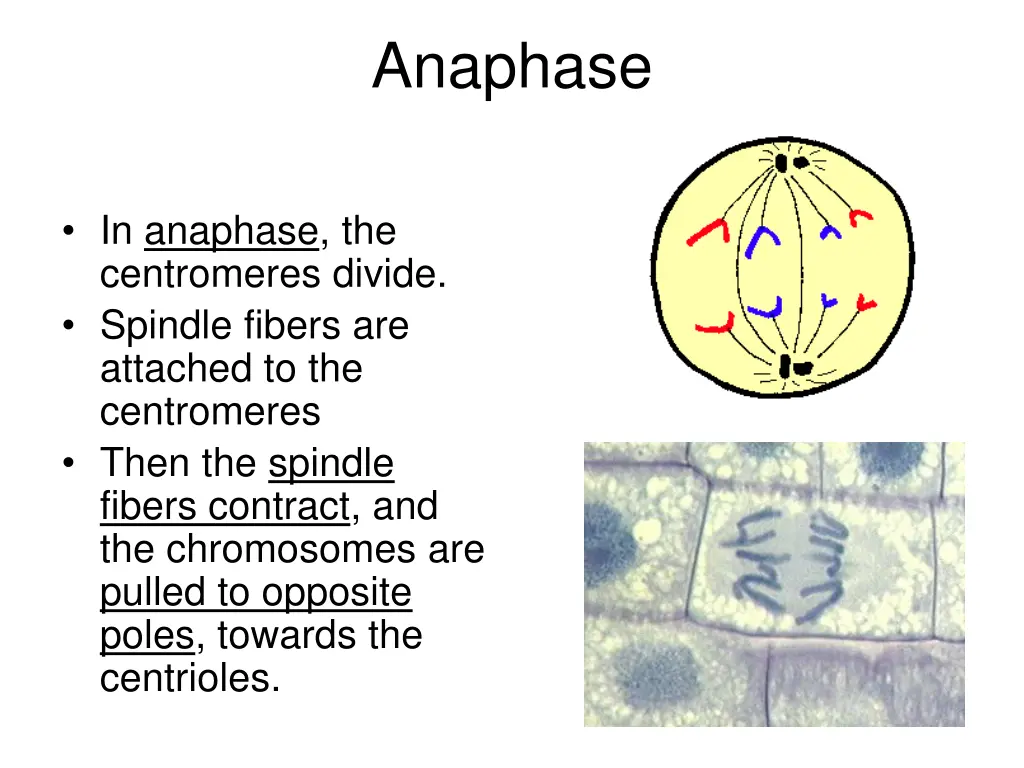 anaphase