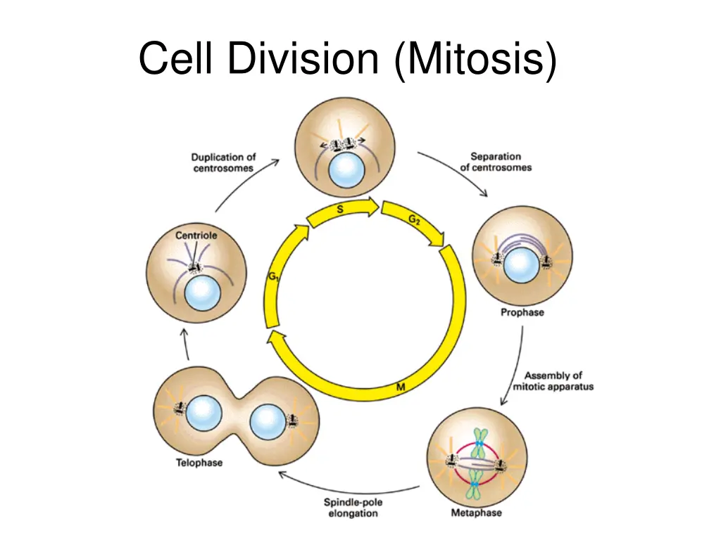 cell division mitosis