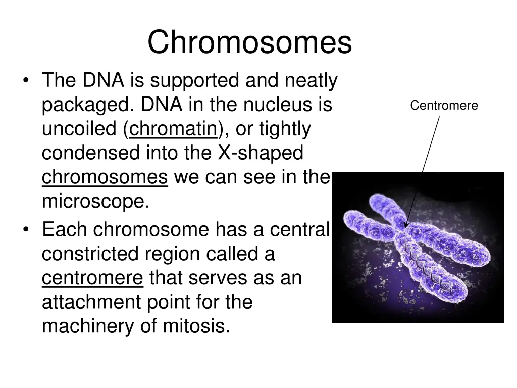 chromosomes