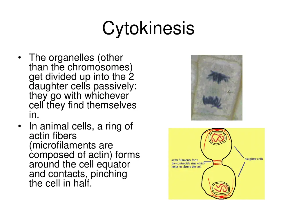 cytokinesis