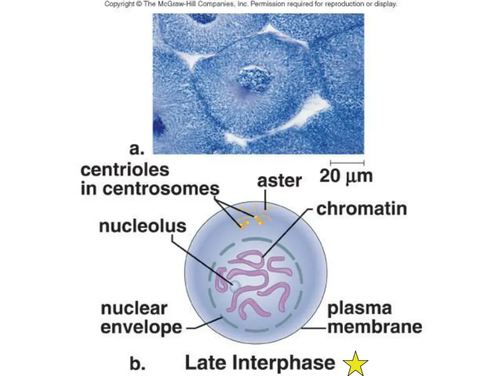 late interphase