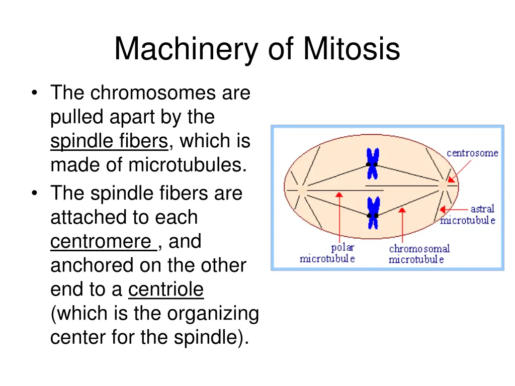 machinery of mitosis