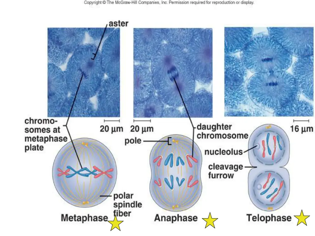 meta ana and telo phase