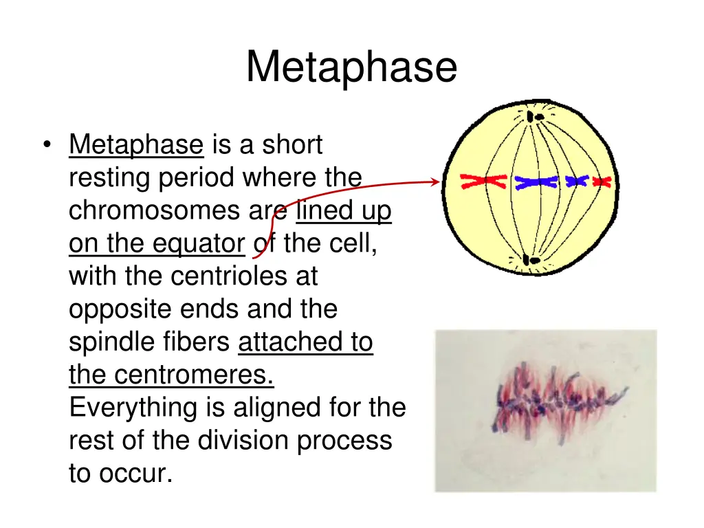 metaphase