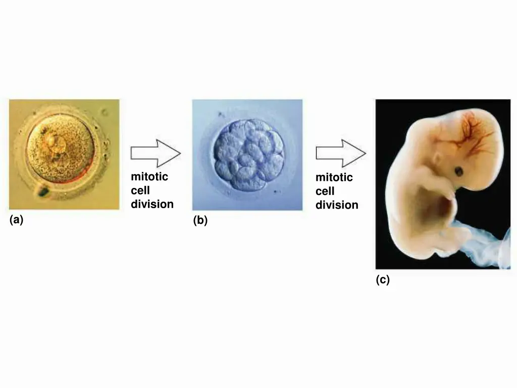 mitosis development