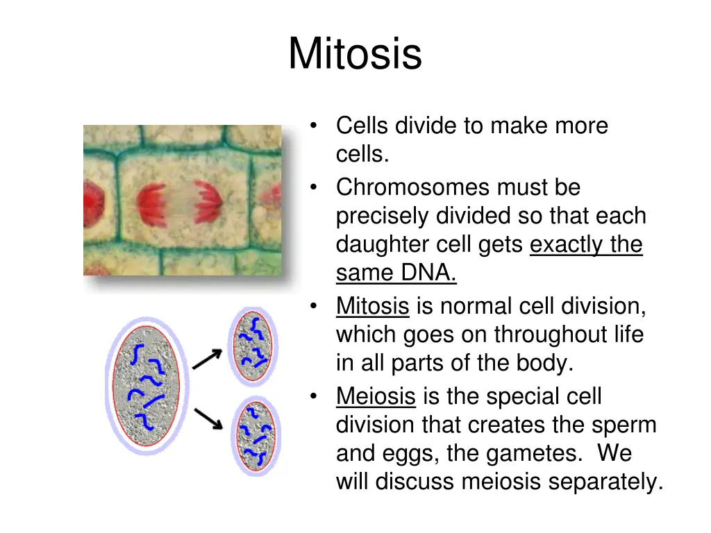 mitosis